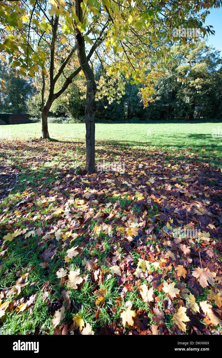 Autumn leaves under Sycamore tree Stock Photo