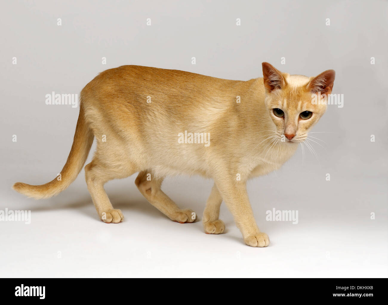 Burmese Red Cat Stock Photo - Alamy