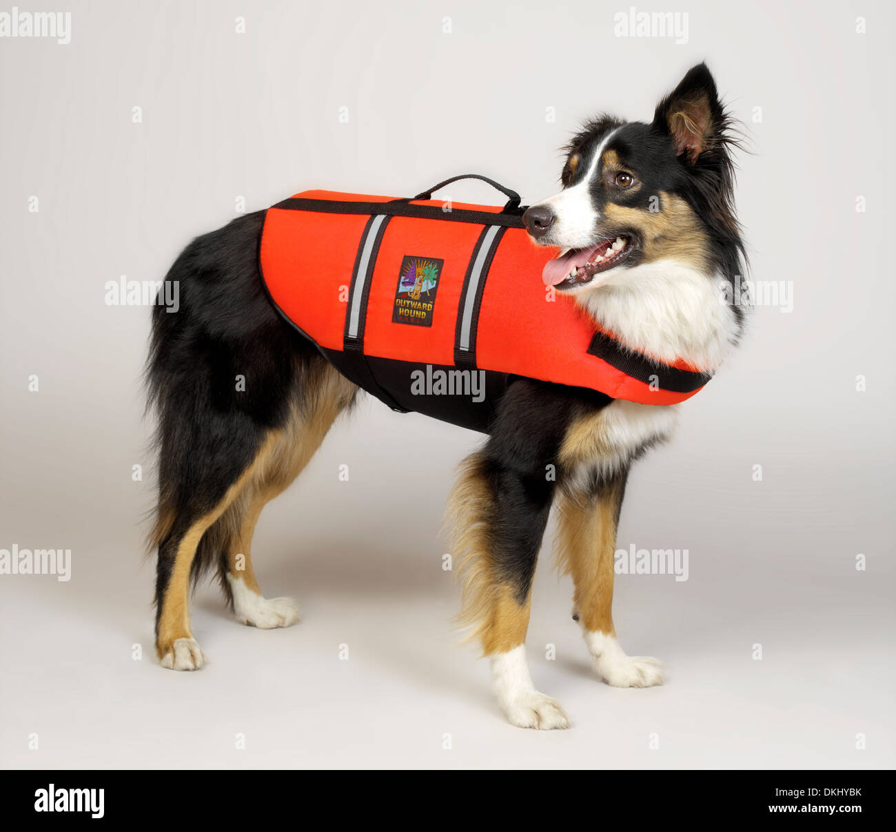 Border collie wearing life jacket hires stock photography and images
