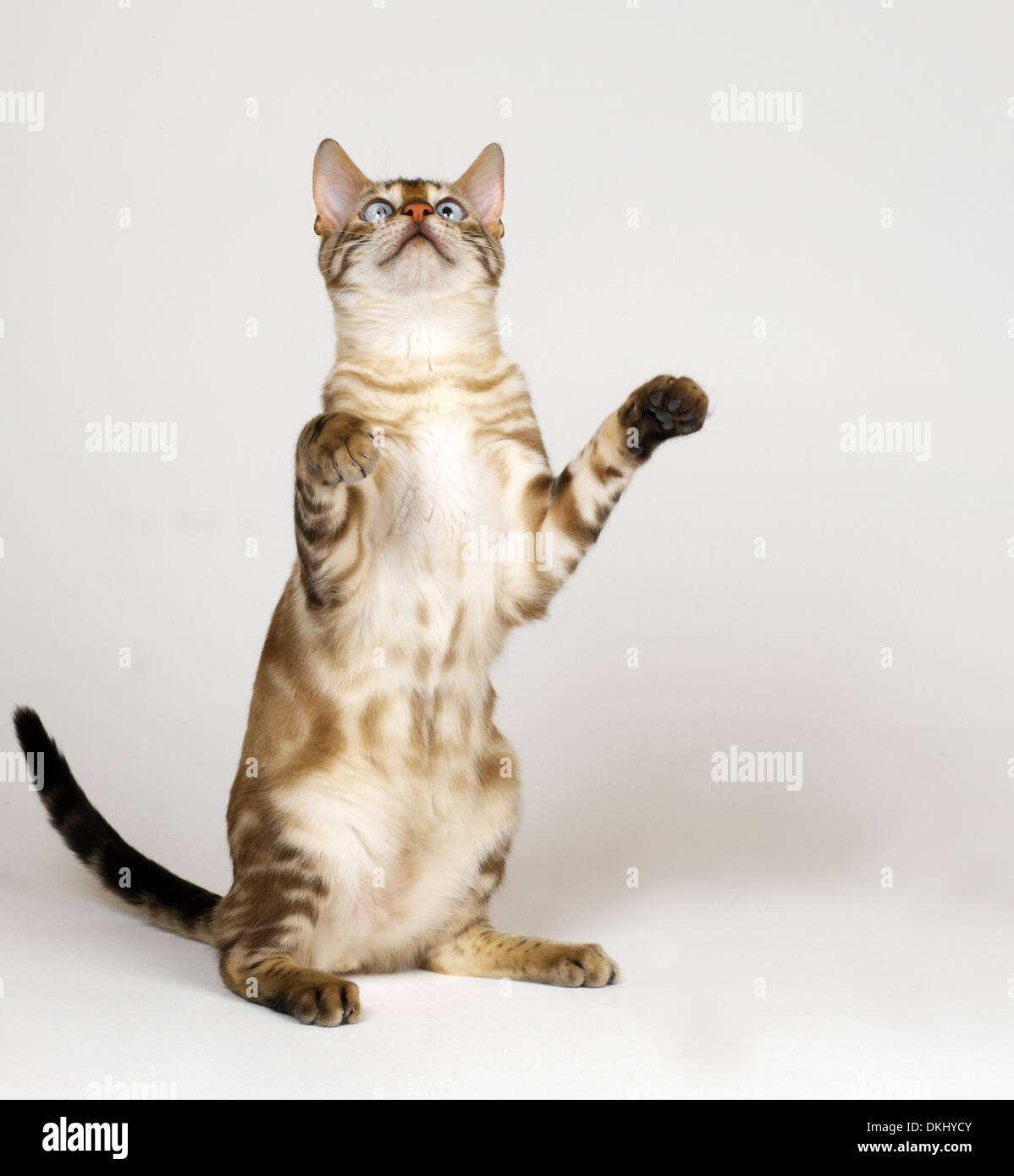 Bengal Blue eyed snow Cat Stock Photo