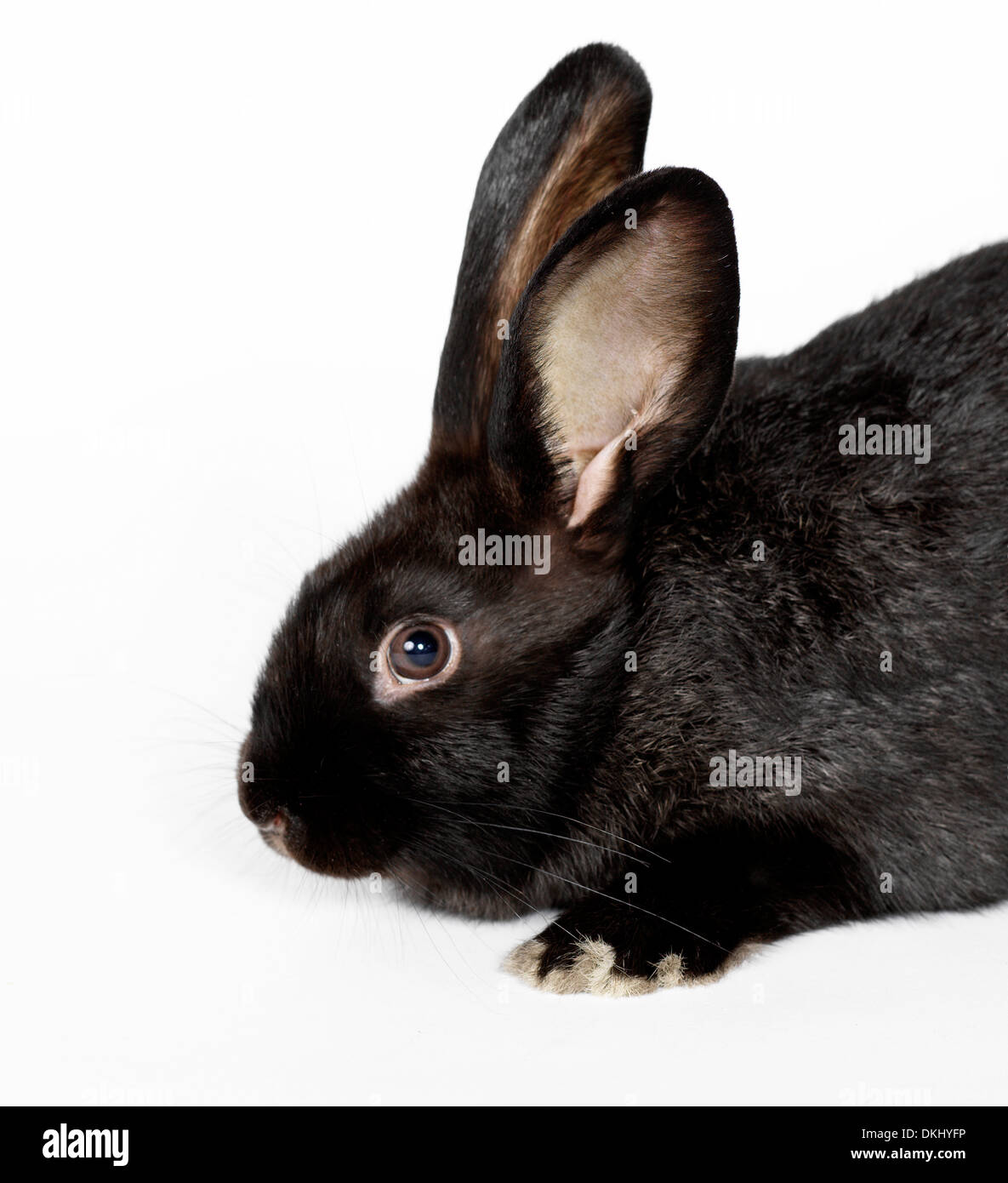 Kitten and rabbit hi-res stock photography and images - Alamy