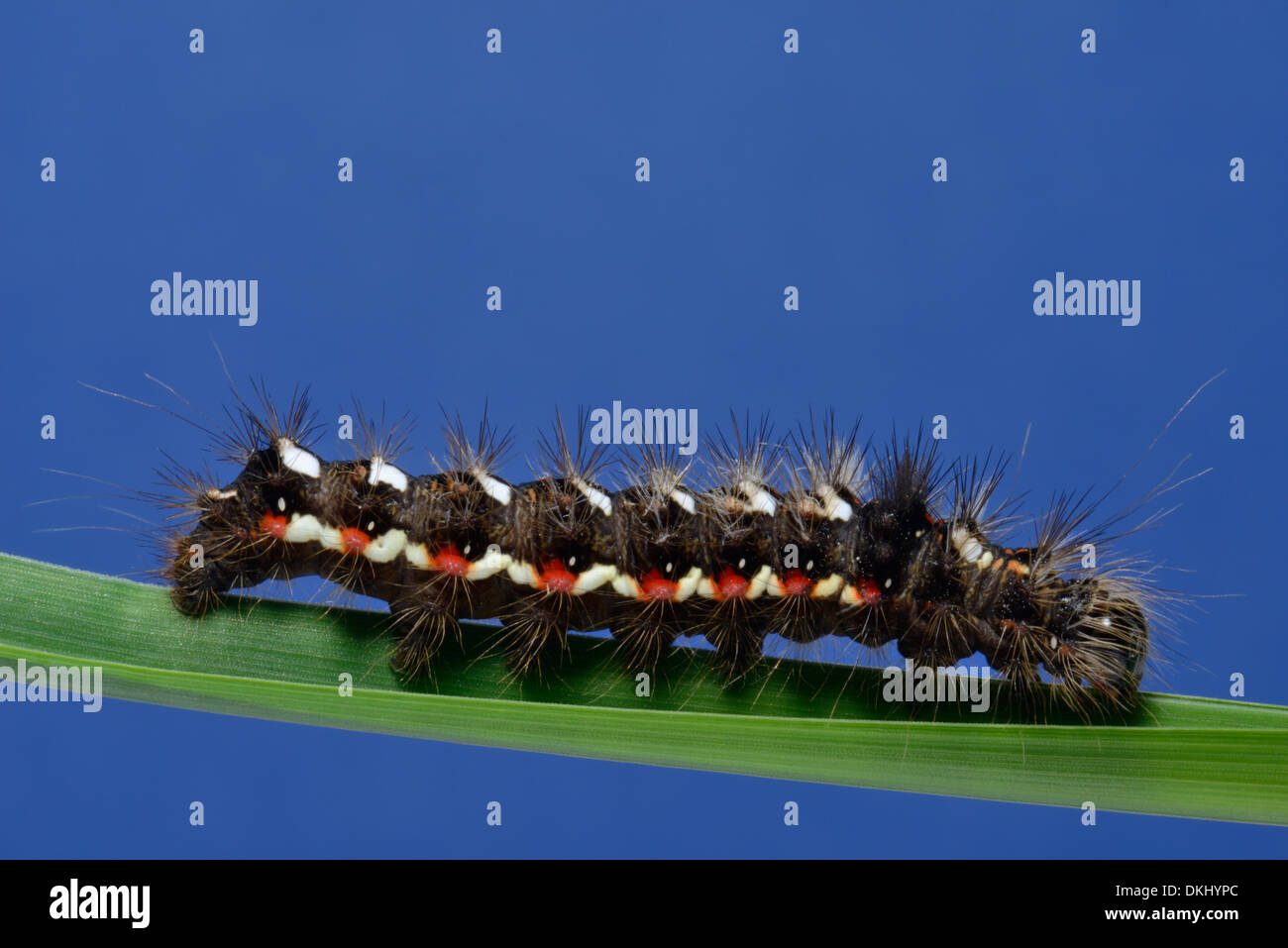 Close up of Knot Grass Moth larva,Acronicta rumicis,on a blade of grass,Essex UK Stock Photo Alamy