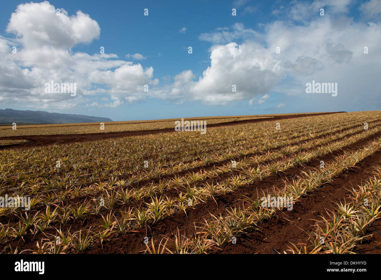 Pineapple fields, Oahu, Hawaii, USA Stock Photo Alamy