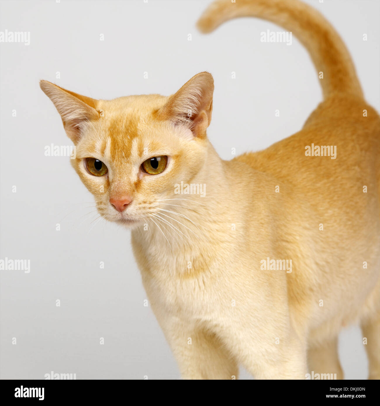 Red Burmese Cat High Resolution Stock Photography and Images - Alamy