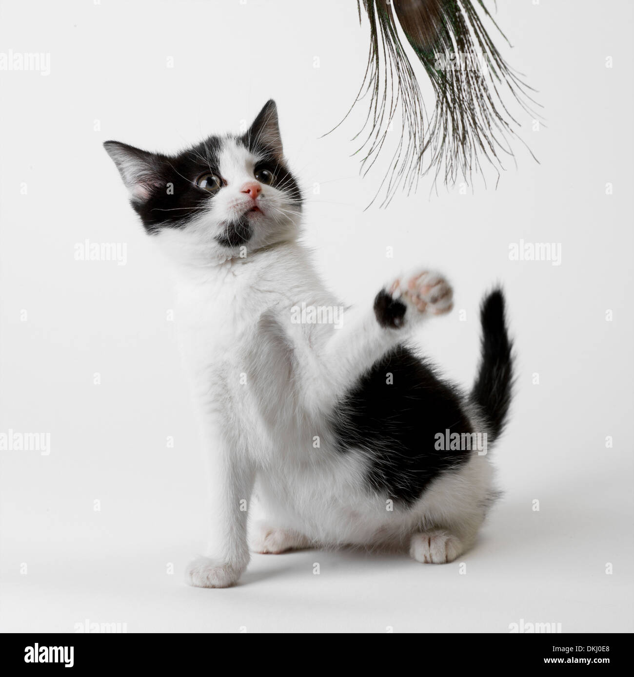 kitten playing with feather Stock Photo