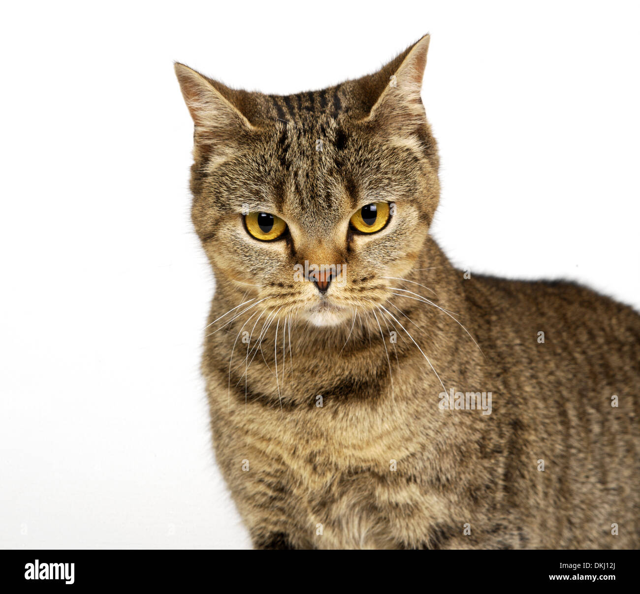 British Shorhaired spotted tabby Cat Stock Photo