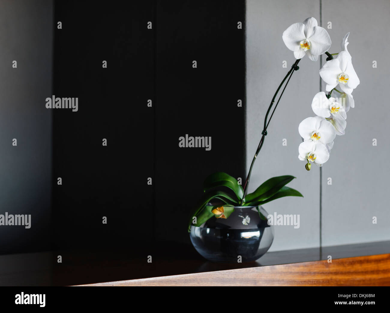 Orchids in vase on counter Stock Photo