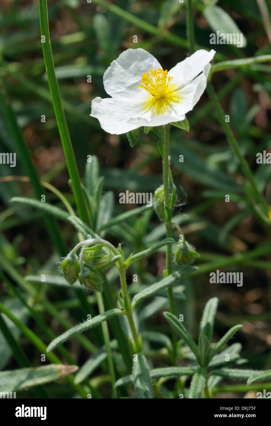 White Rock-rose - Helianthemum appeninum Stock Photo