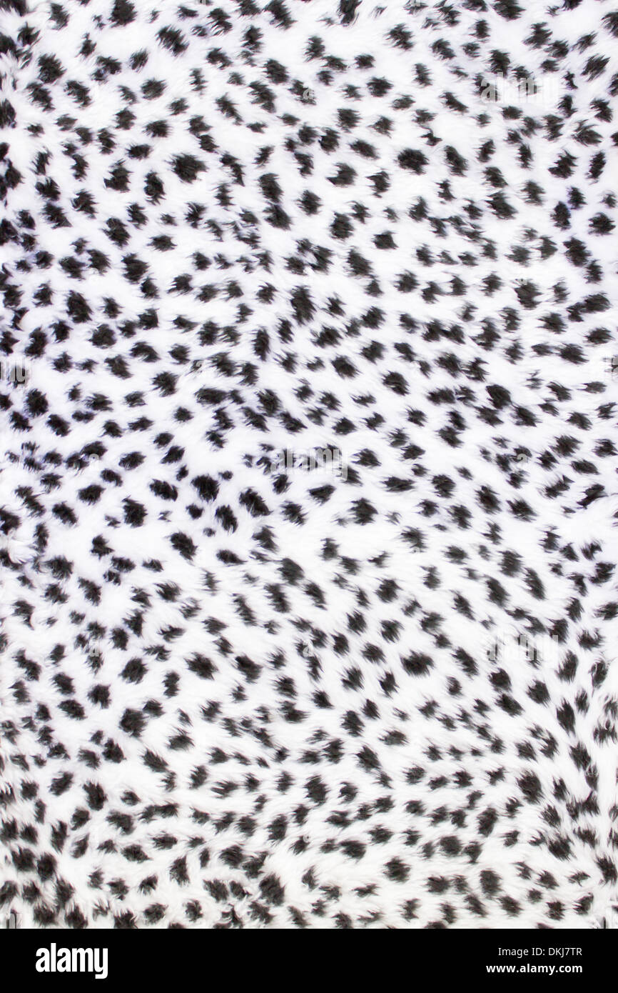 White fur with black spots like an animal as panther,leopard,cheetah or jaguar Stock Photo