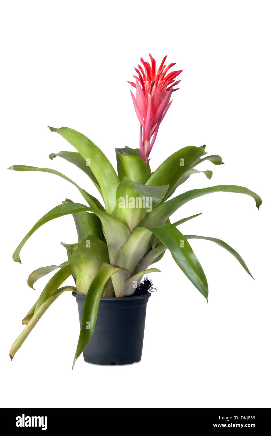 Bromeliad plant in flower pot on white background Stock Photo
