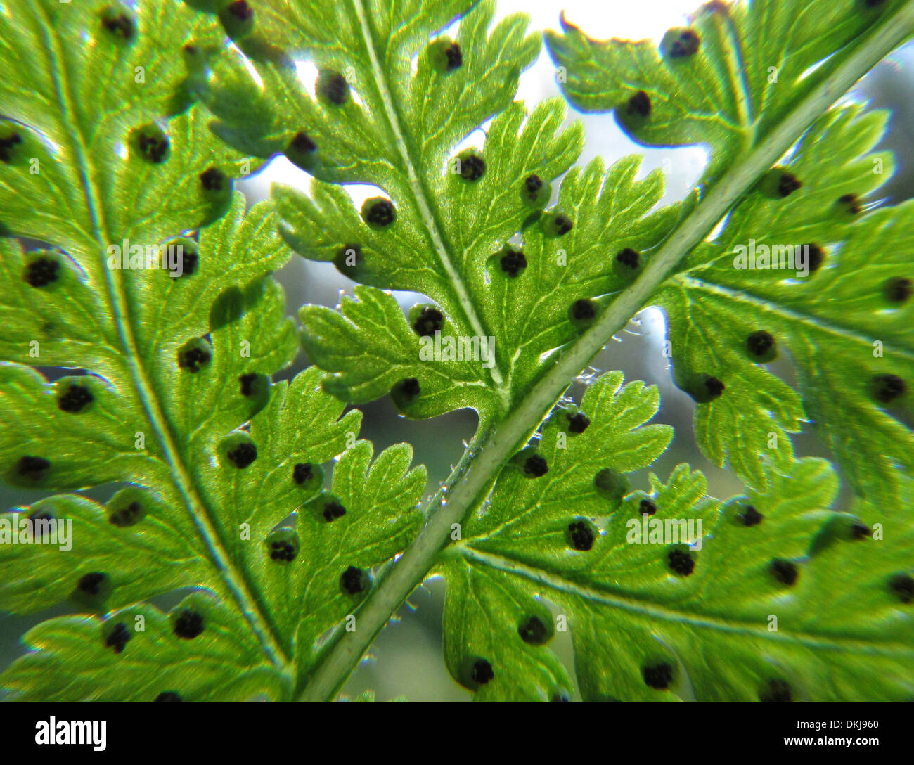 Spores on the underside of a fern leaf Stock Photo - Alamy