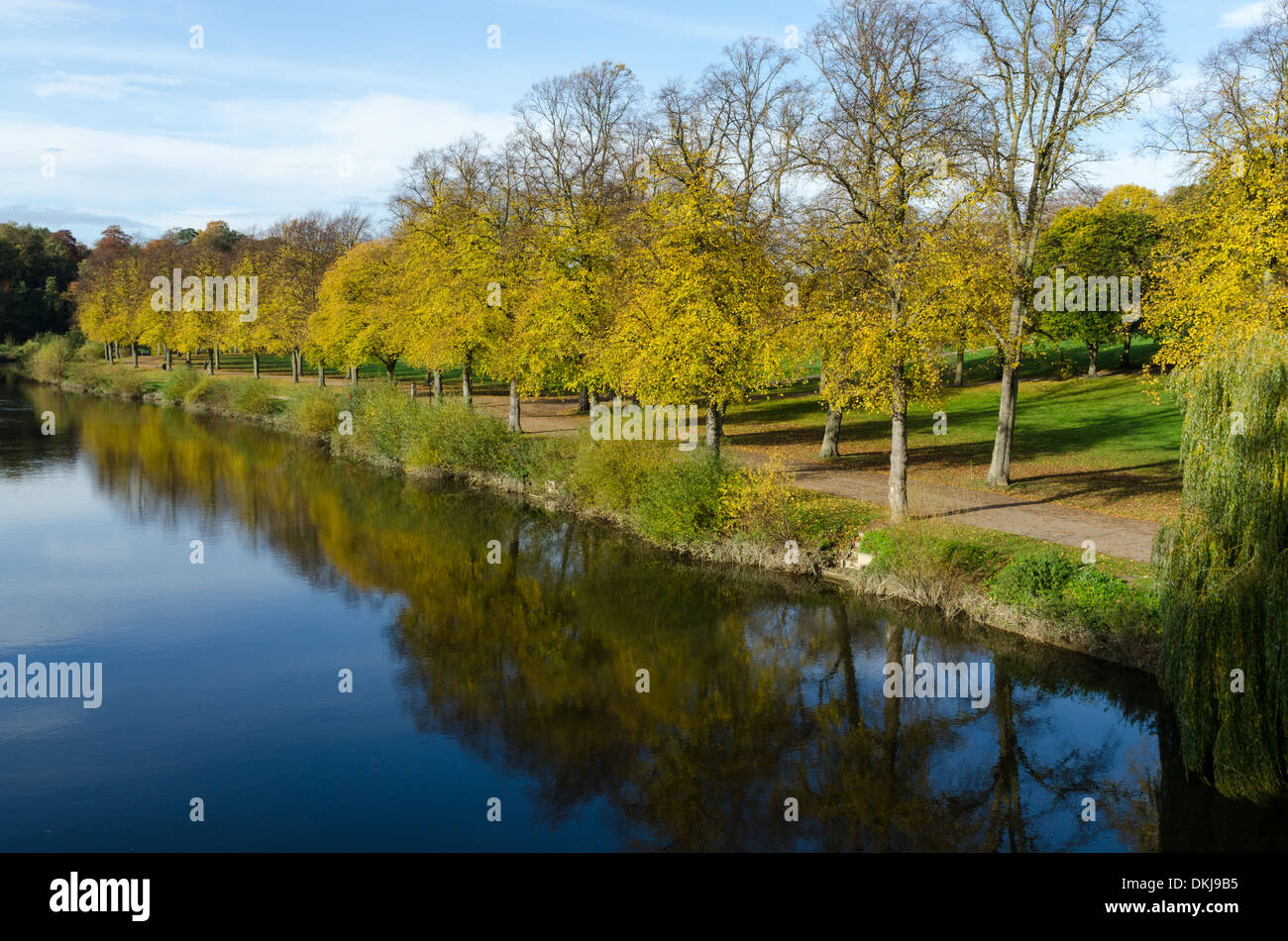 Line of trees on the bank of the River Severn in Quarry Park, Shrewsbury, Shropshire in Autumn