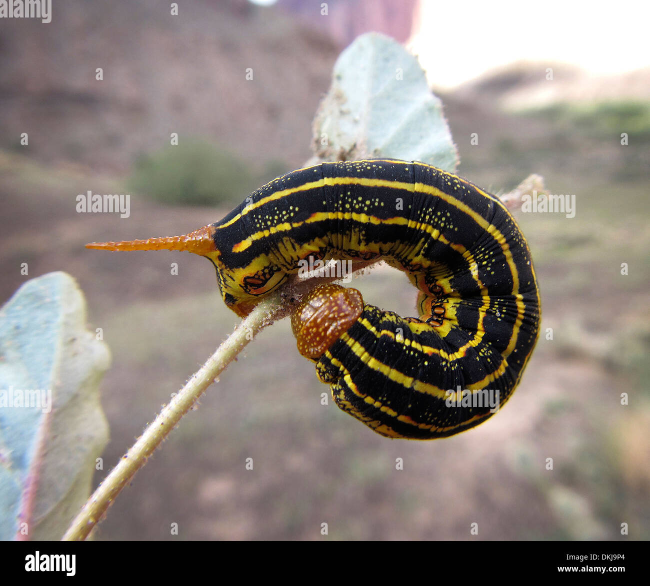 White-lined sphinx catapiller Hyles lineata Stock Photo - Alamy