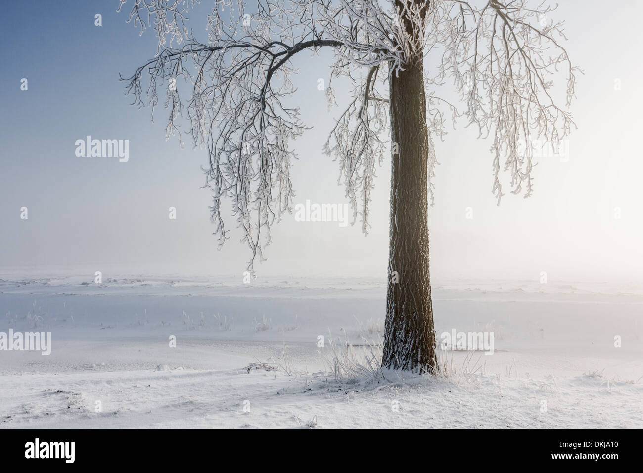 Winter Tree Covered With Hoarfrost And The Bright Morning Sun Is