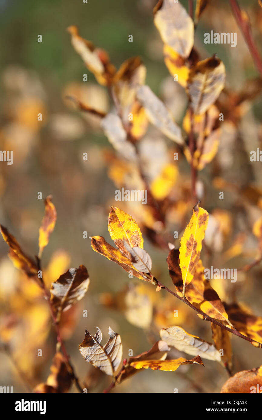 Gold leaves in sun hi-res stock photography and images - Alamy