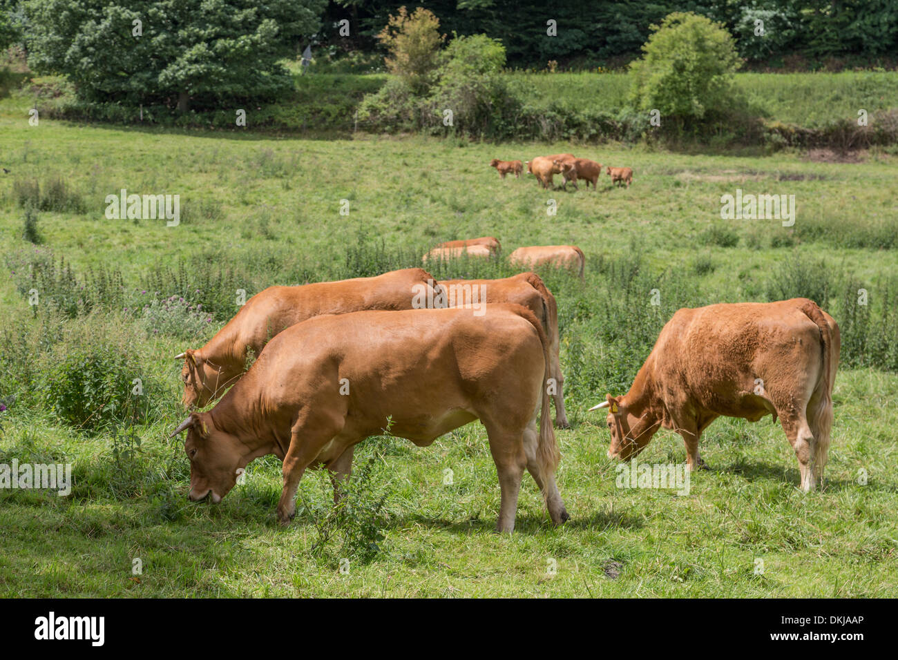 Brown cows grazing in farmland Stock Photo - Alamy