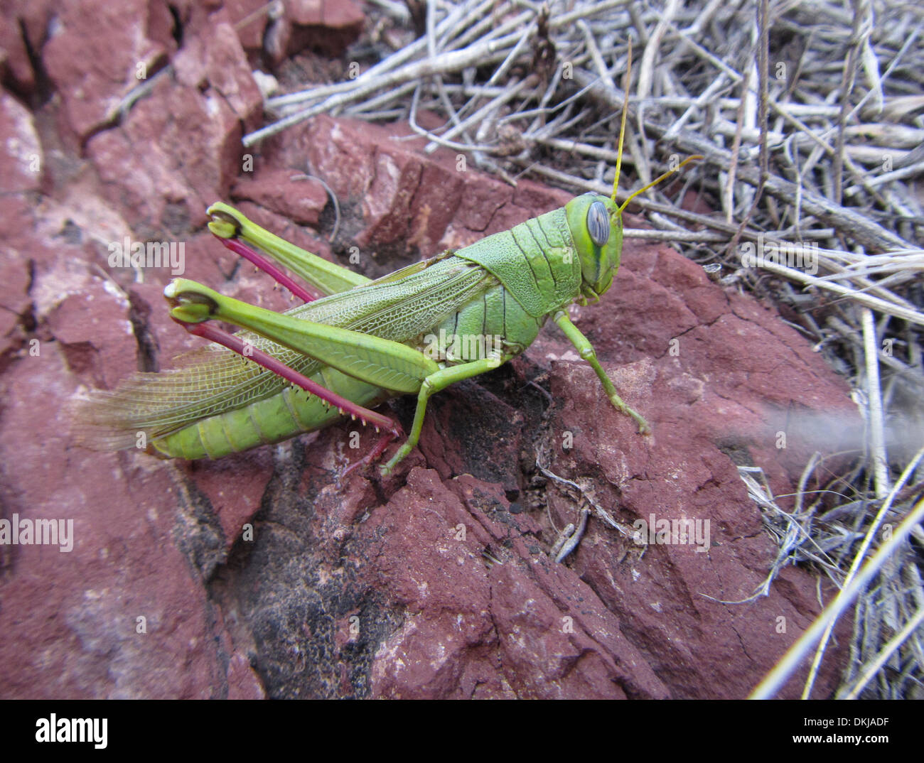 Large Green Grasshopper Grand Canyon Arizona Stock Photo