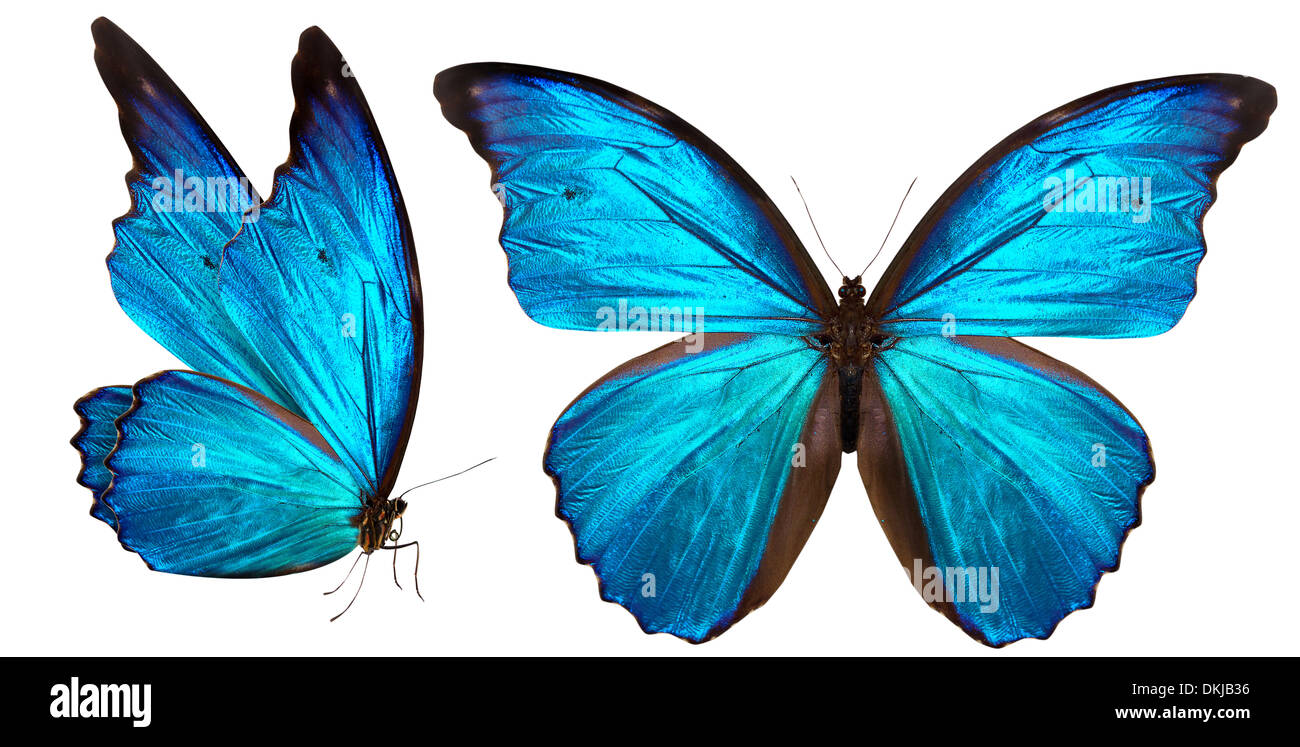 beautiful butterfly isolated on a white background Stock Photo - Alamy