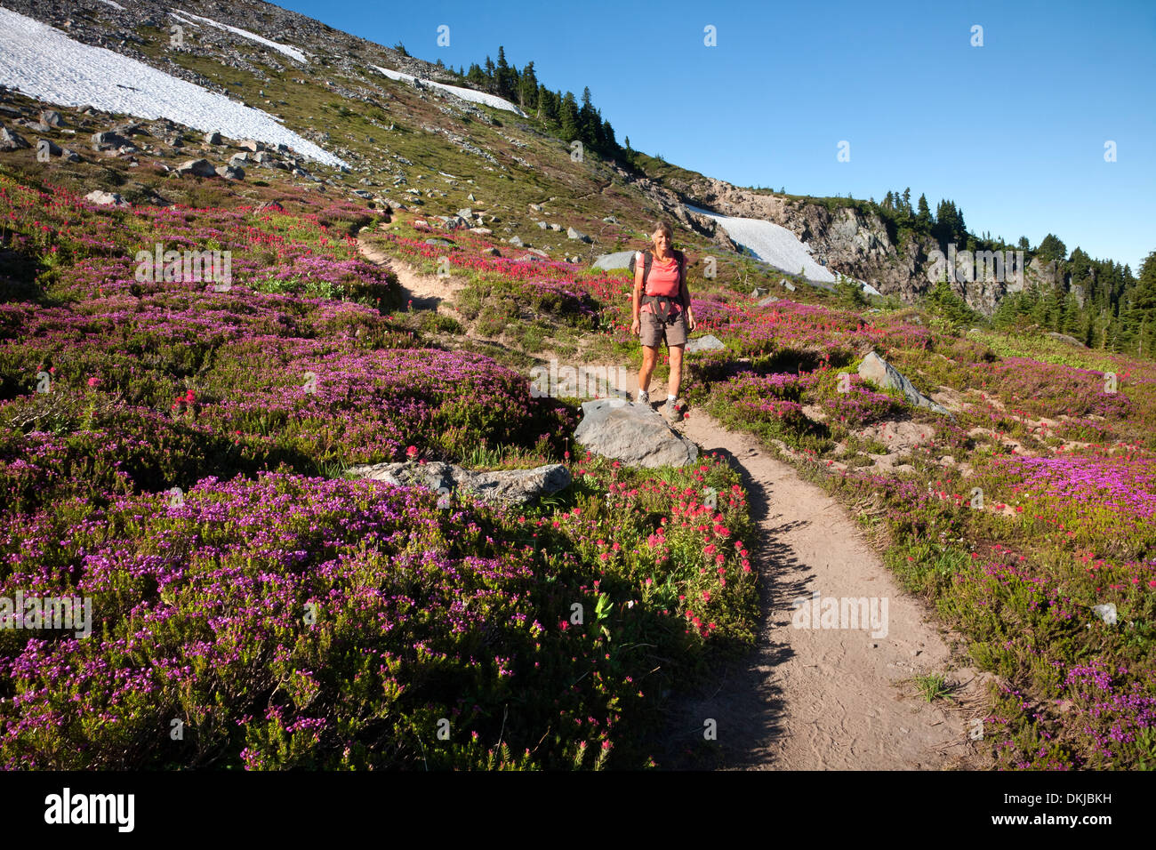 OREGON - Hiker passing brightly colored paintbrush and heather in a meadow along McNeil Point Trail in the Mount Hood Wilderness Stock Photo