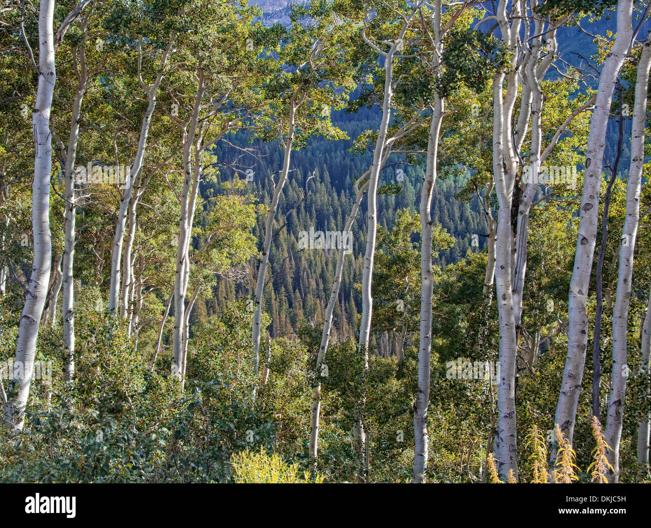 Spruce trees on a distant hillside seen through the whiteslender trunks of an aspen forest in the Wasatch Mountains Stock Photo