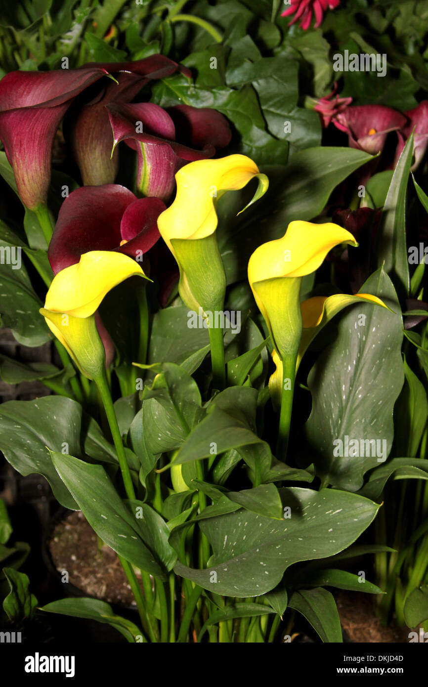 Flora Picture of Bright Yellow Arum Lily Flowers Stock Photo