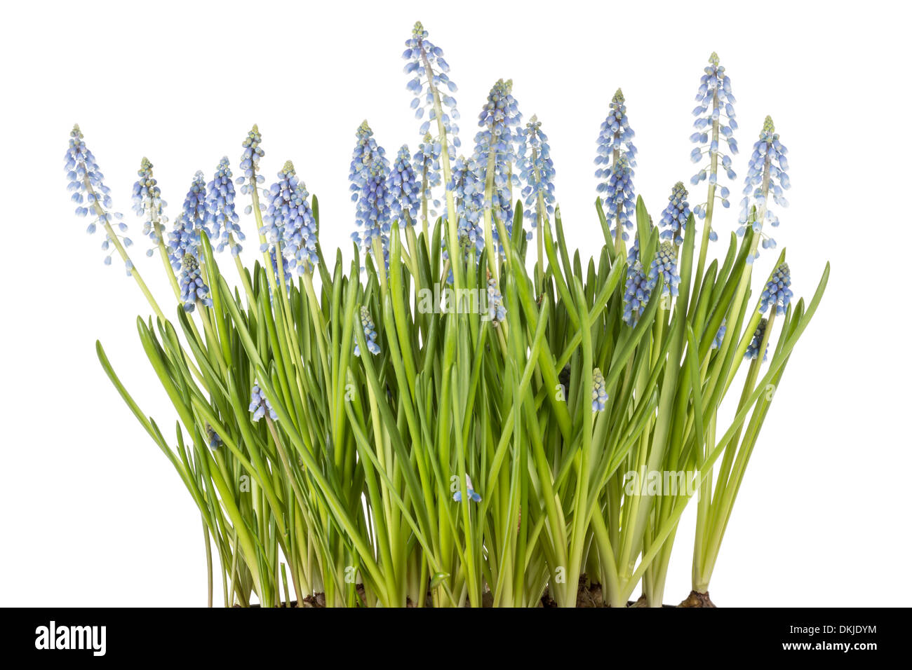Muscari botryoides flowers also known as blue grape hyacinth in closeup over white background Stock Photo