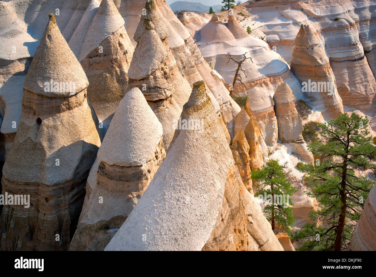 Rock formations and struggling ponderosa pine tree in Tent Rocks National Monument, New Mexico. Stock Photo