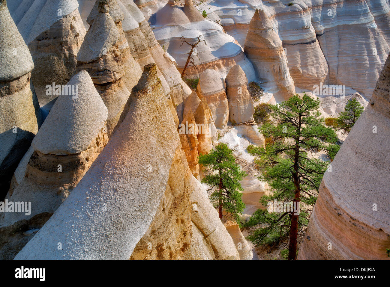 Rock formations and struggling ponderosa pine tree in Tent Rocks ...
