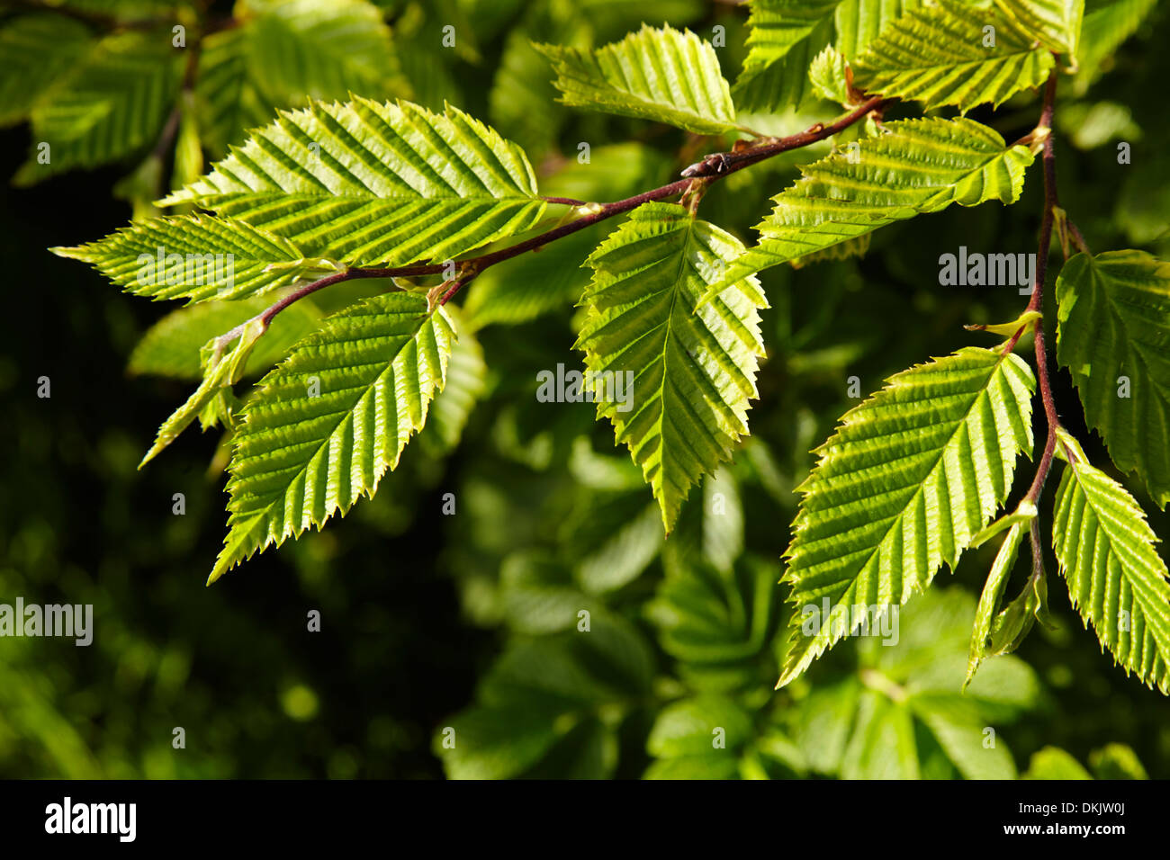 Hornbeam leaves and tree Stock Photo