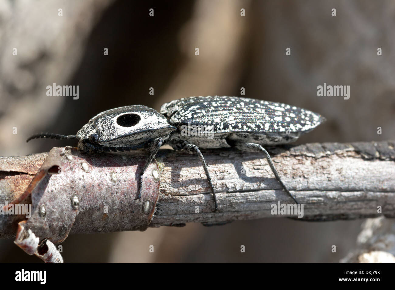 insect bug click beetle false eye Stock Photo