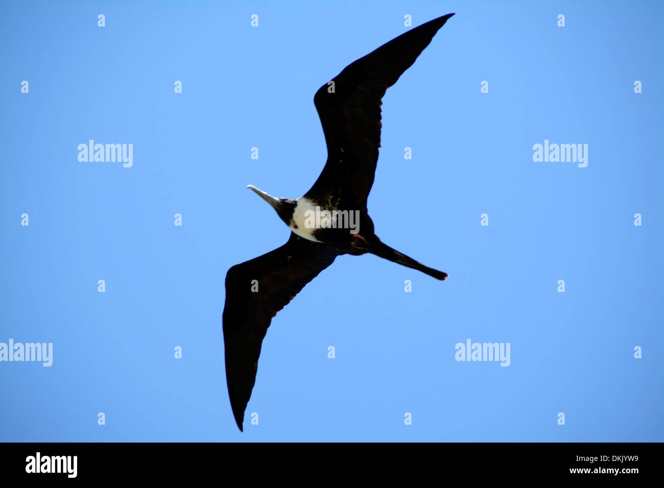 A Frigatebird bird flying over Ipanema Beach in Rio de Janeiro, Brazil. Frigatebirds are a family of seabirds called Fregatidae. It is also called t Stock Photo