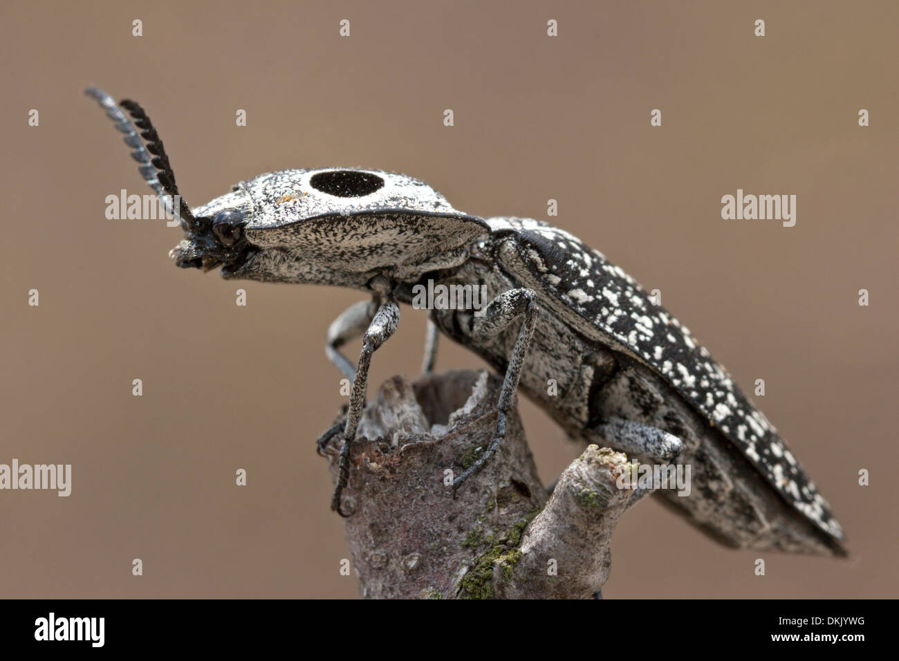 insect bug click beetle false eye Stock Photo