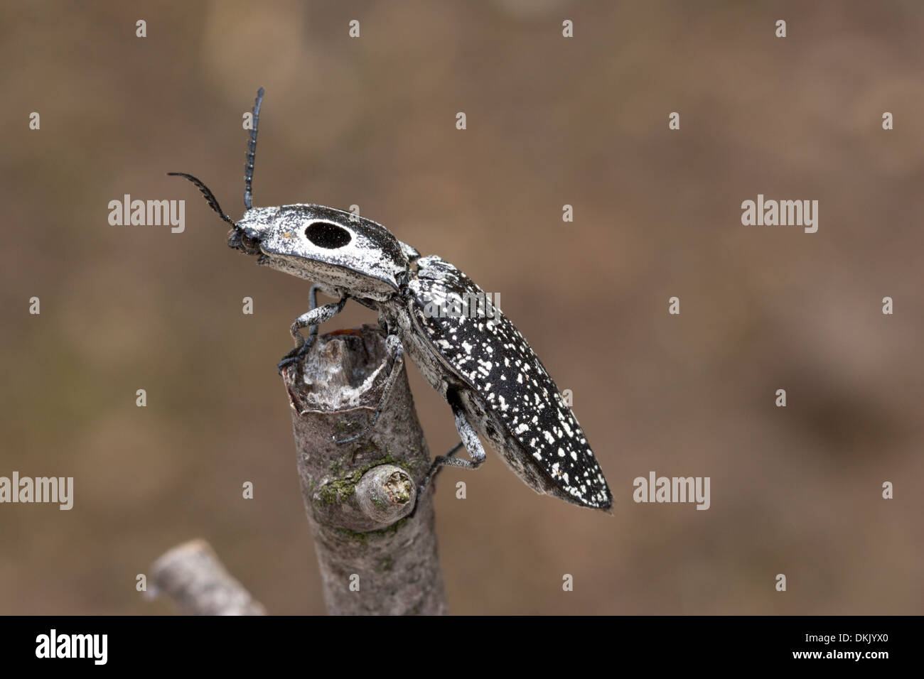 insect bug click beetle false eye Stock Photo