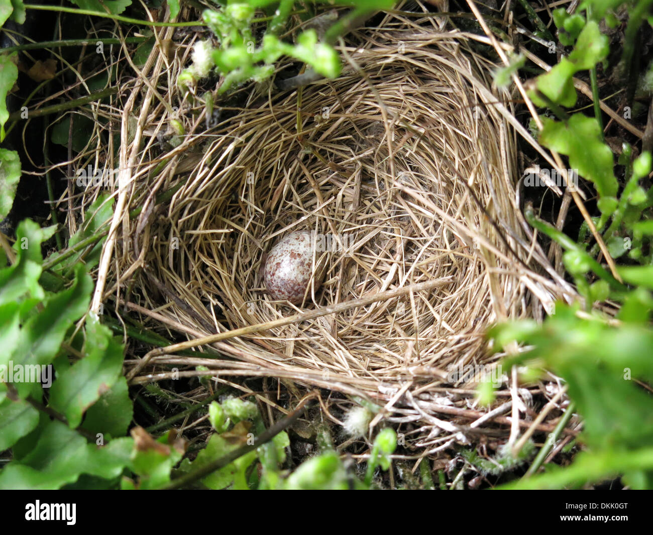 baby birds sparrow nest fledglings nest egg chicks Stock Photo