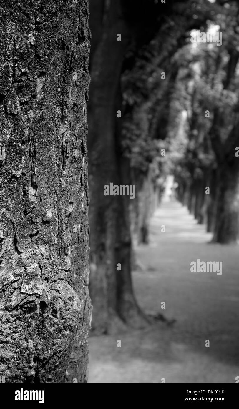Trees lining pathway hi-res stock photography and images - Alamy