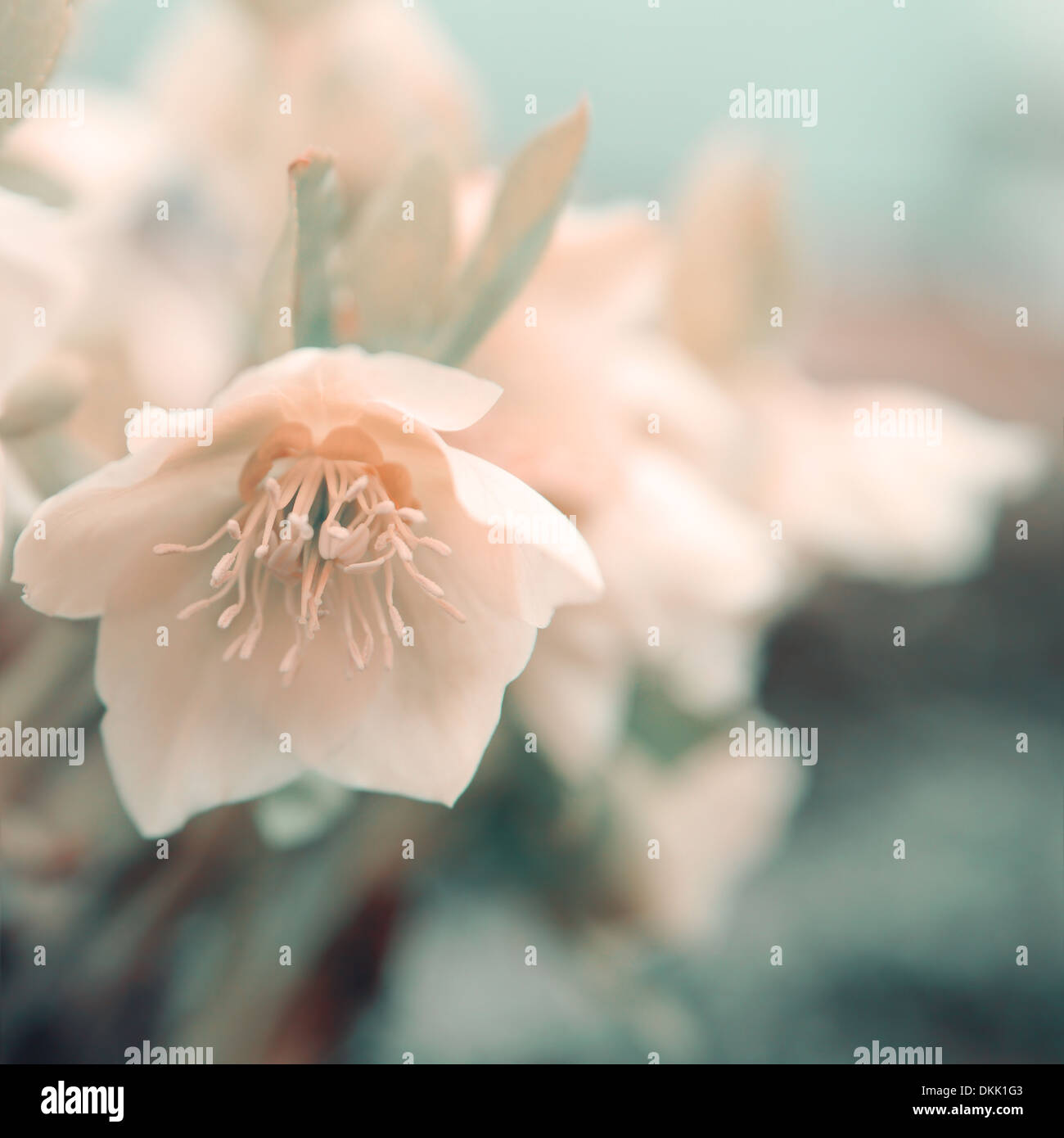 Pastel art flowers hi-res stock photography and images - Alamy