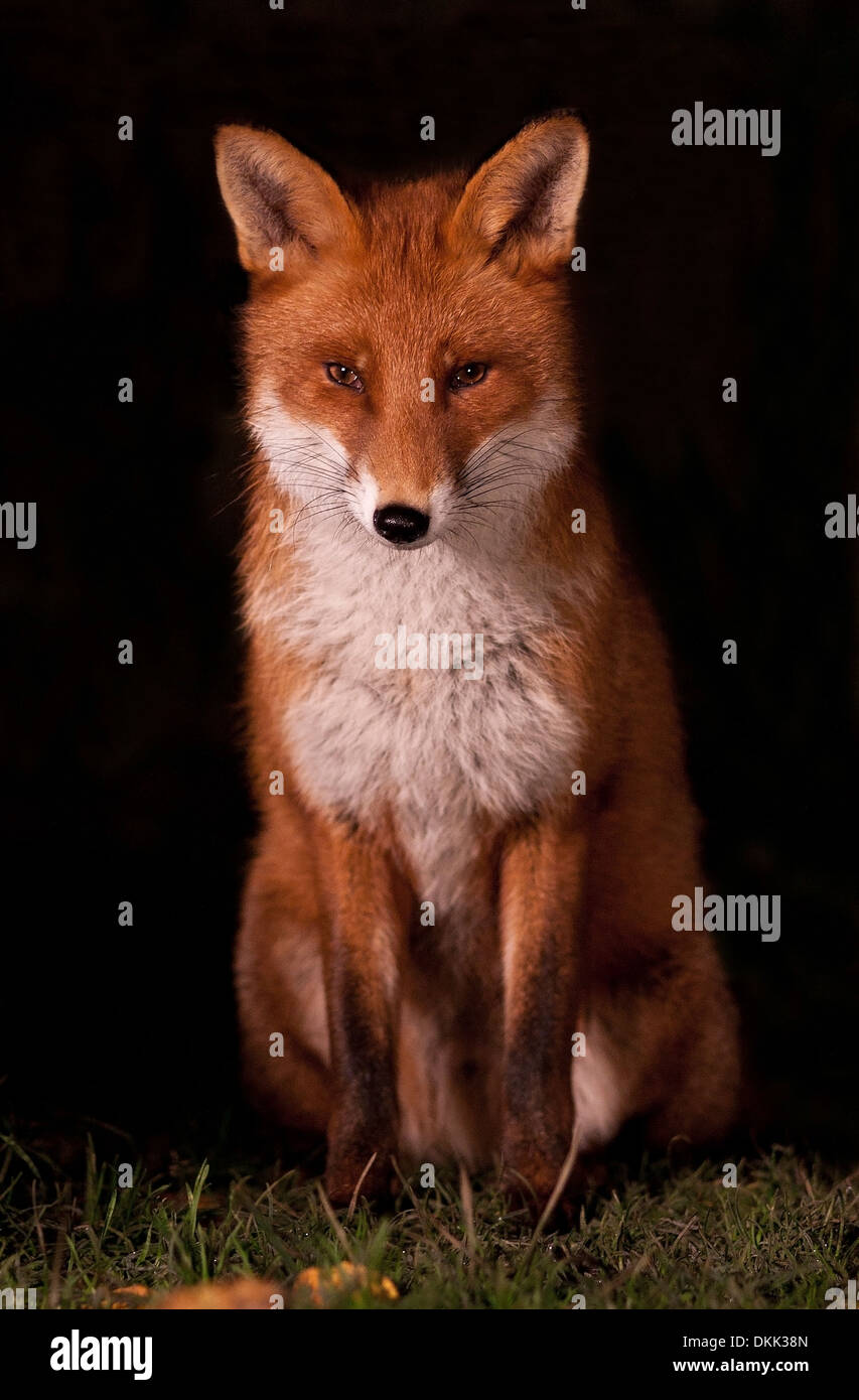Urban fox night shot Stock Photo