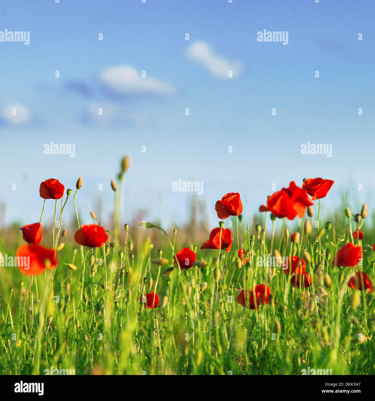 Poppies field over blue sky with clouds Stock Photo - Alamy