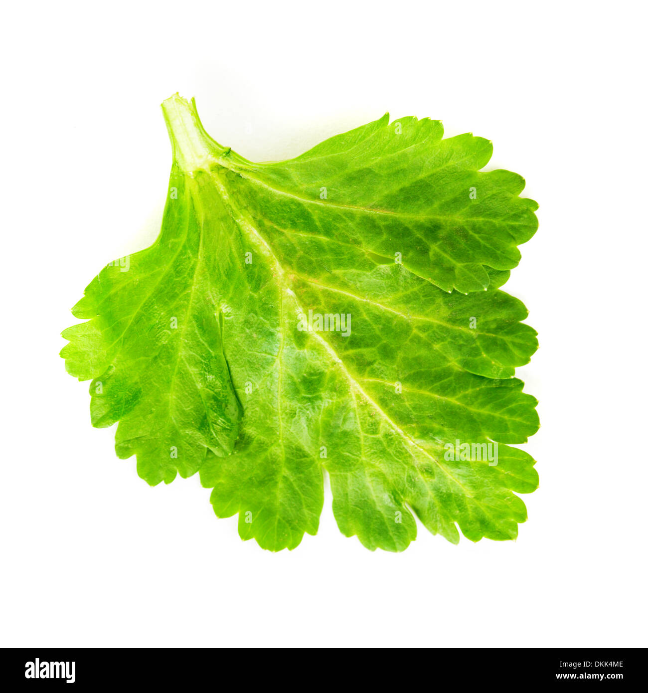 green celery leaf isolated on white Stock Photo Alamy