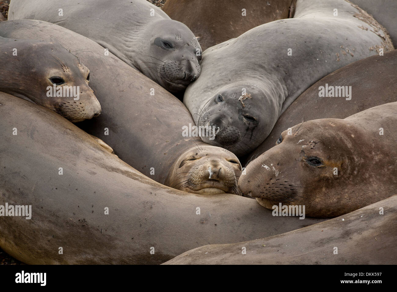 Elephant Seals at San Simeon State Park, California Stock Photo