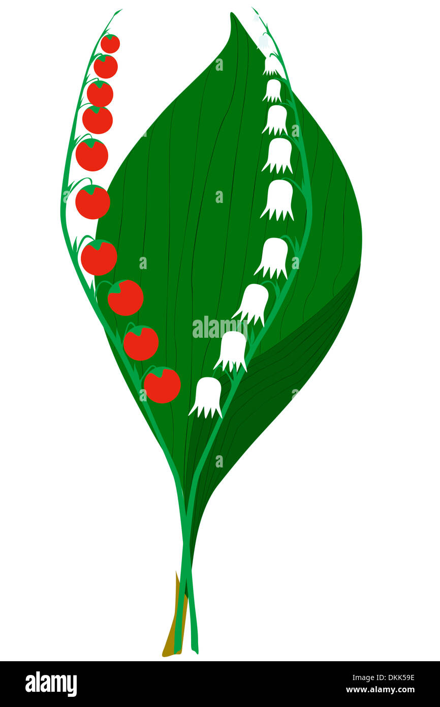 Lily of the valley flowers and fruits - illustration Stock Photo