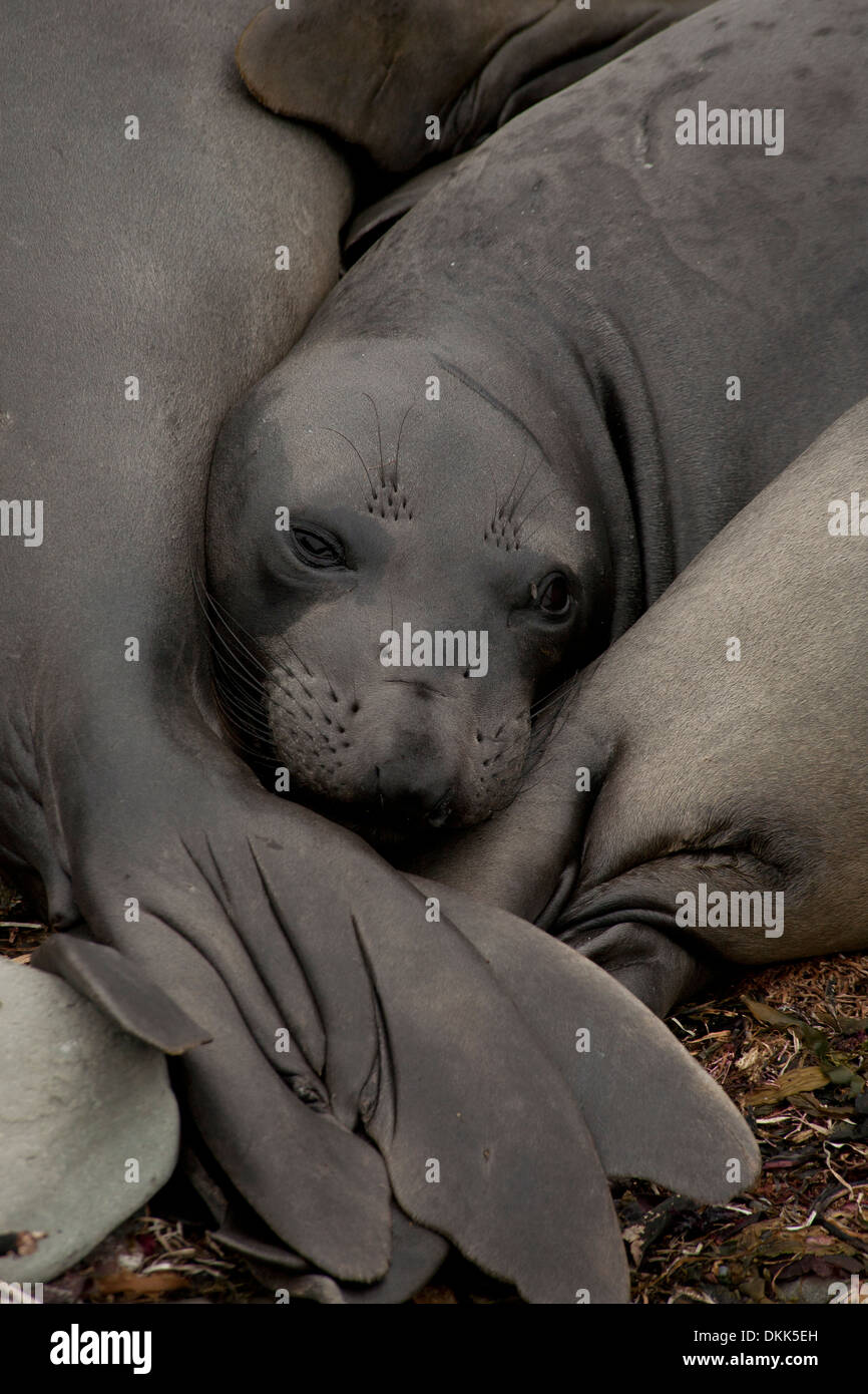 Elephant Seals at San Simeon State Park, California Stock Photo