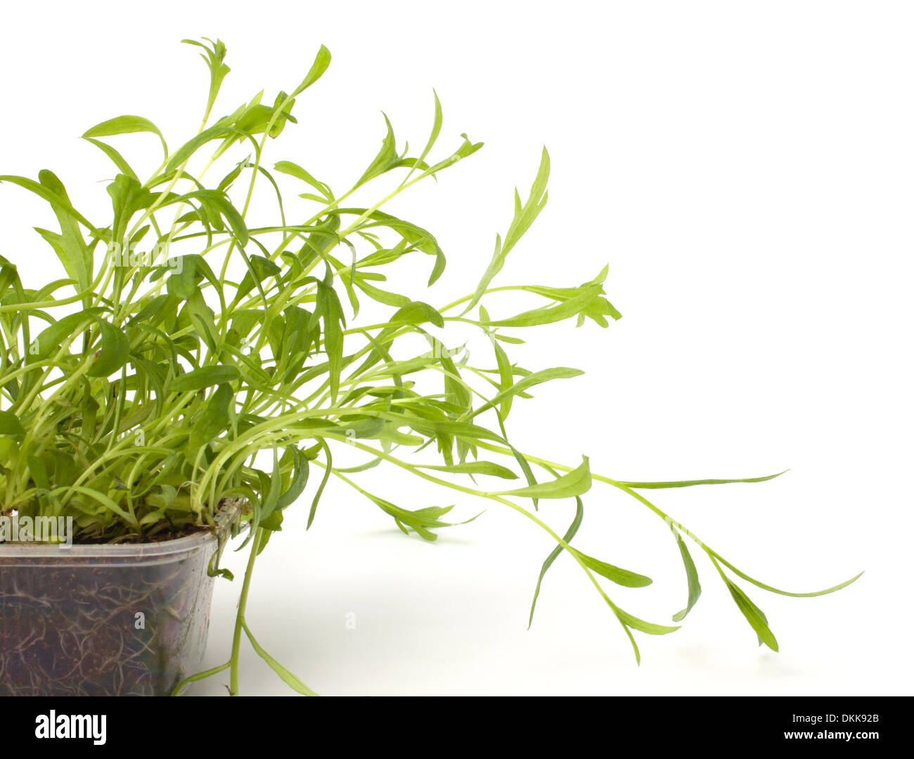 Tarragon spice isolated on white background Stock Photo Alamy