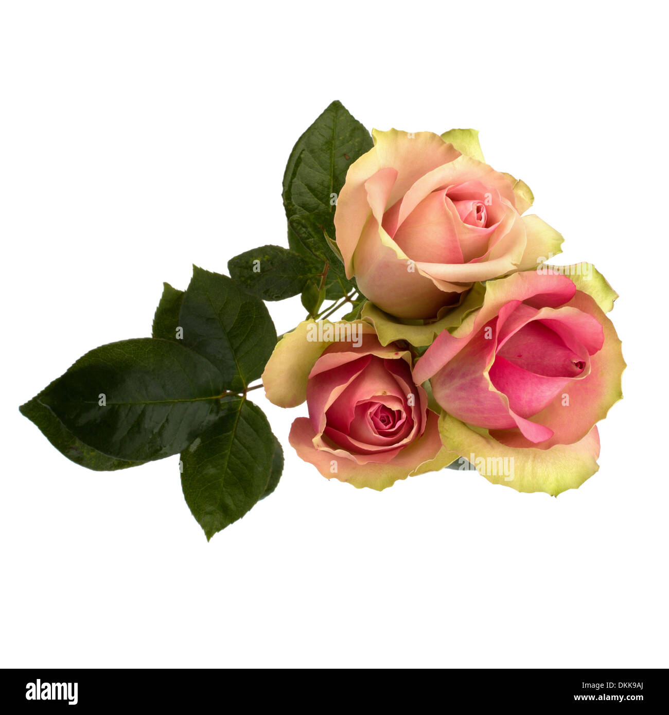 Beautiful roses isolated on white background Stock Photo - Alamy