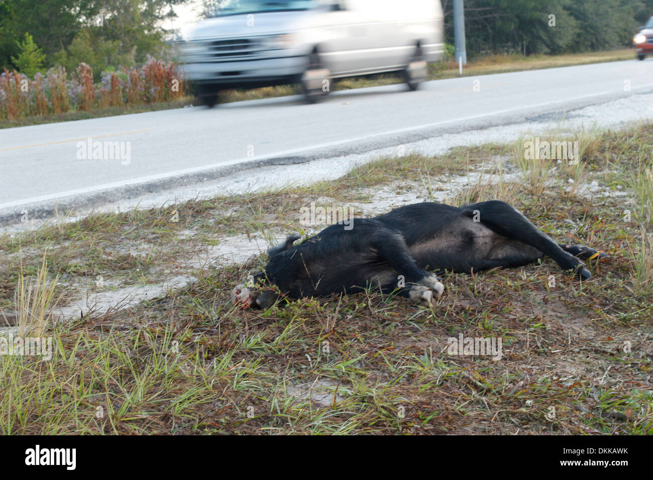 Dead wild pig beside the Highway in Florida, USA, November 2013 Stock Photo
