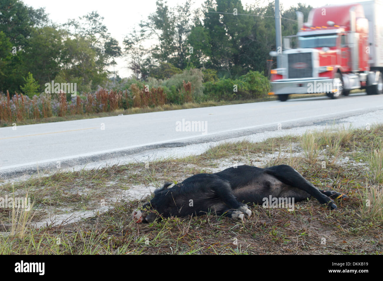 Dead wild pig beside the Highway in Florida, USA, November 2013 Stock Photo