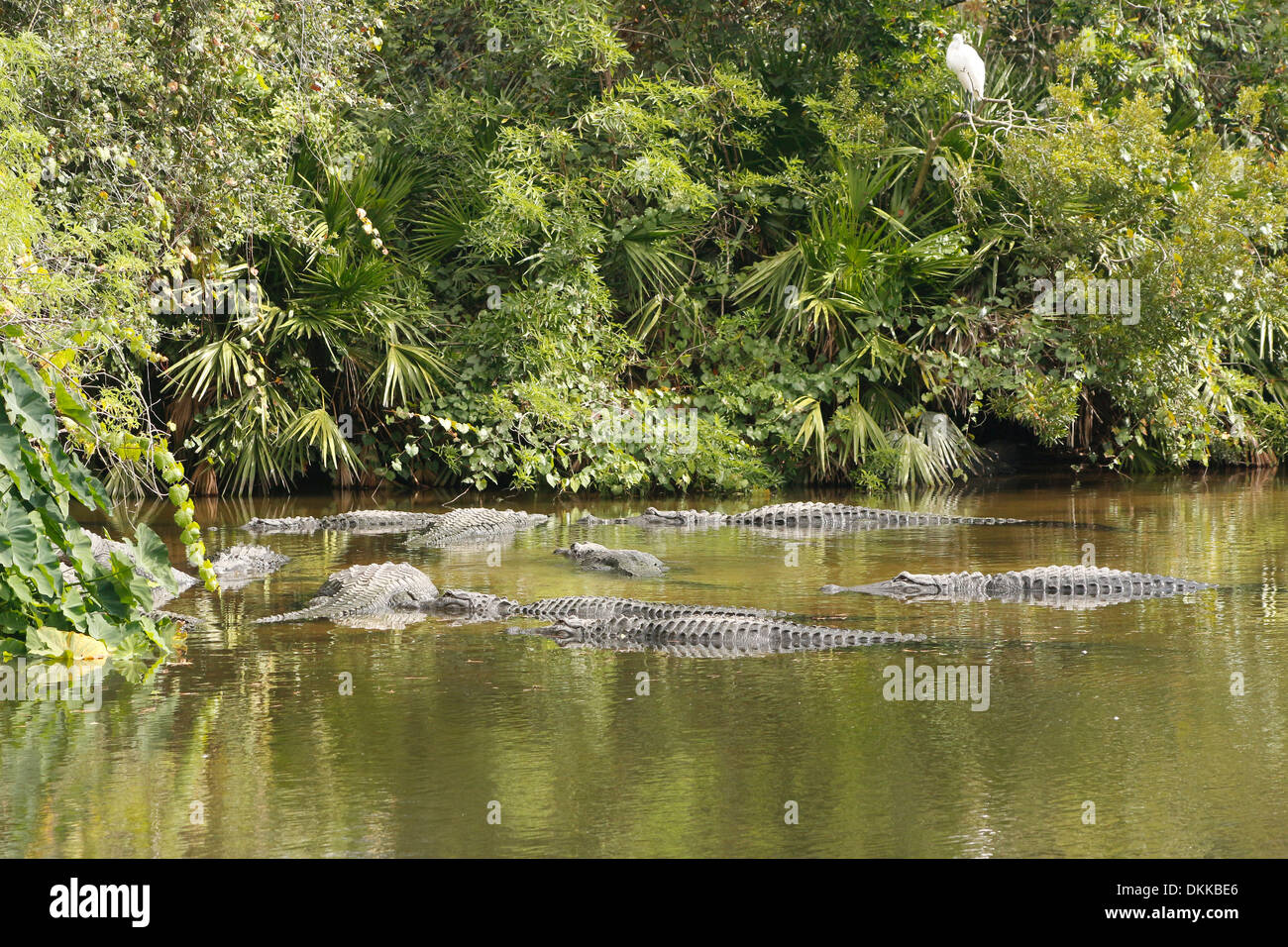 Pond full of Alligators in Florida, USA, November 2013 Stock Photo Alamy