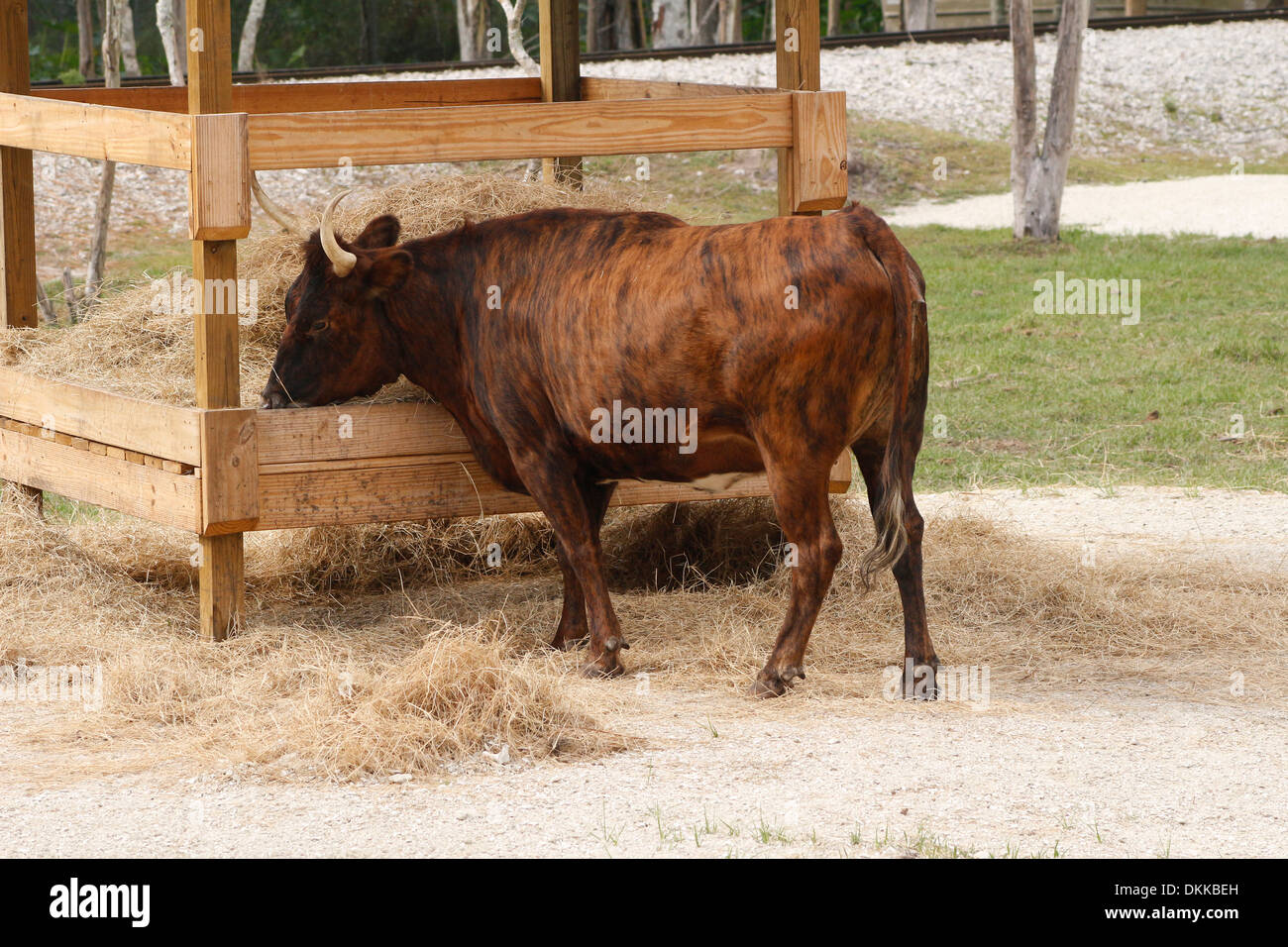 Cow at a feeder in Florida, USA, November 2013 Stock Photo