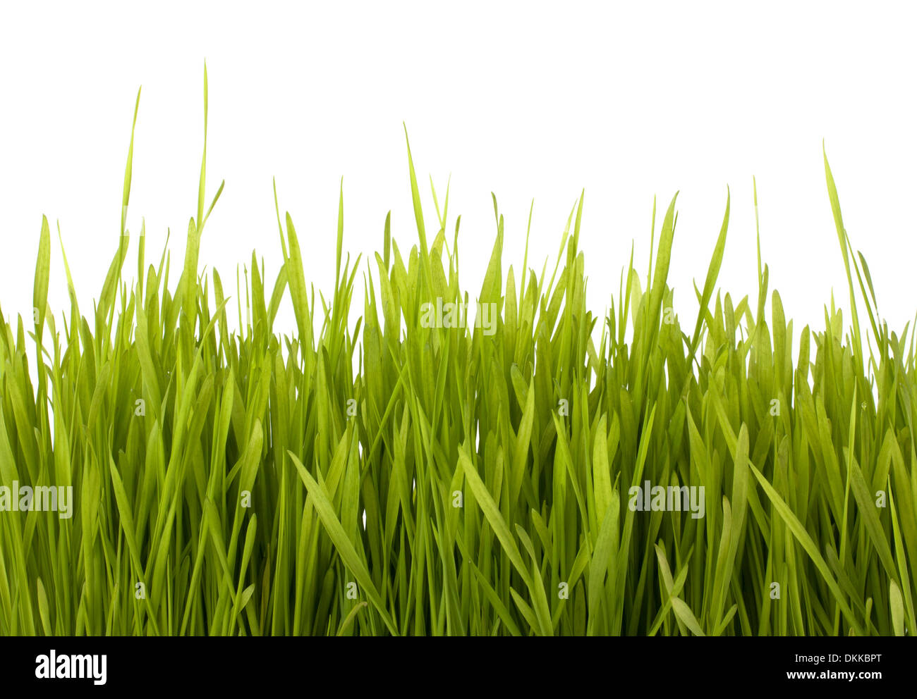 Grass silhouette isolated on white background Stock Photo - Alamy