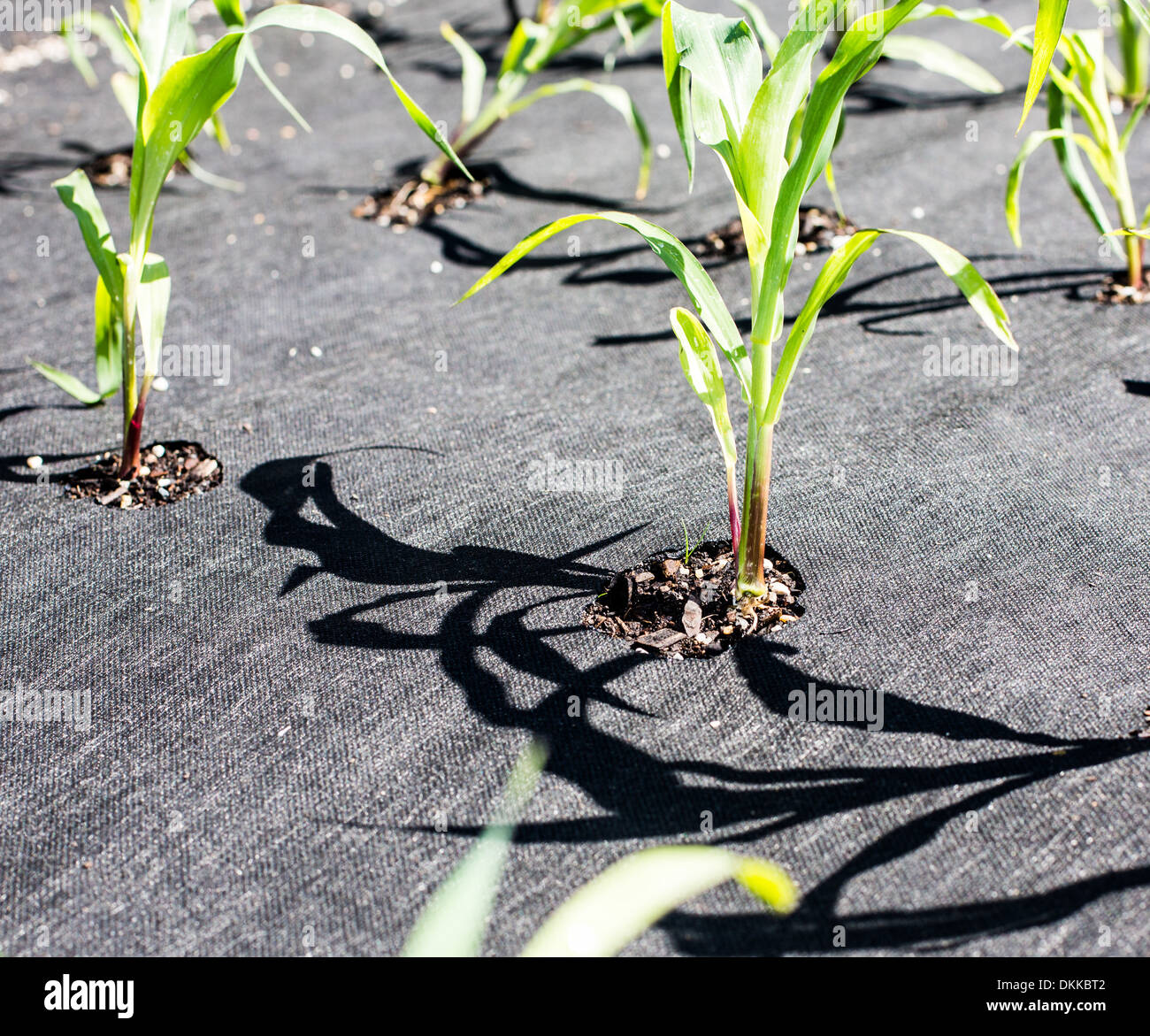 When Your Weed Mat Becomes a Mat of Weeds — Distinctive Gardening